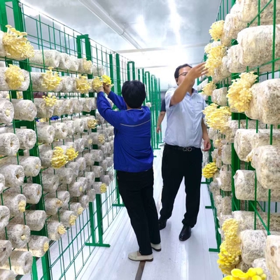 Coltivazione Commerciale di Funghi Semplificata con Contenitore per Funghi