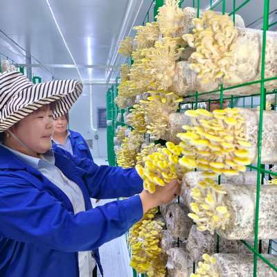 Contenitore di funghi sostenibile per pratiche agricole nelle periferie rurali e urbane