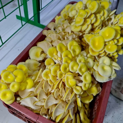 Regolare con precisione la temperatura umidità ventilazione illuminazione contenitore di funghi