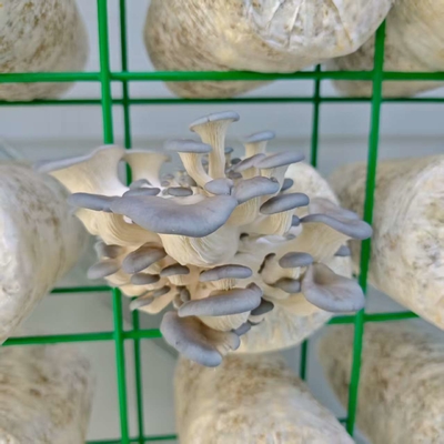 Utilizzo efficiente delle risorse per la coltivazione di funghi in container ad alta produttività