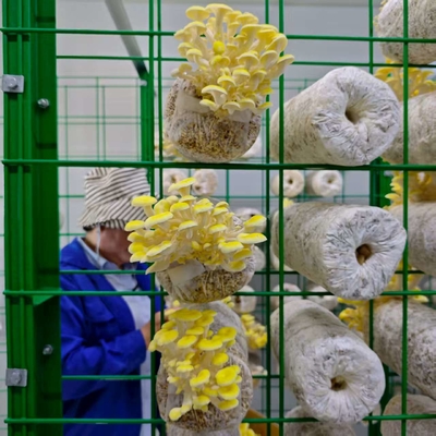 Utilizzo efficiente delle risorse per la coltivazione di funghi in container ad alta produttività