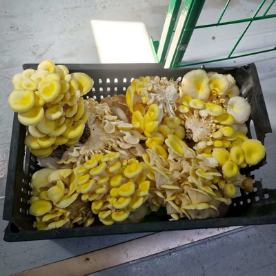Utilizzo efficiente delle risorse per la coltivazione di funghi in container ad alta produttività