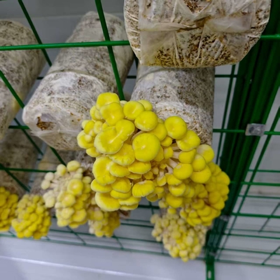 Utilizzo efficiente delle risorse per la coltivazione di funghi in container ad alta produttività