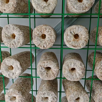 Contenitore per la coltivazione di funghi a controllo ambientale preciso