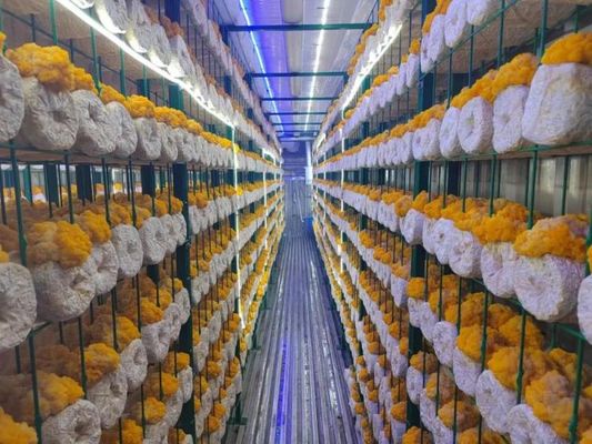Commercial Mushroom Container Farm with 5000-Bag Capacity